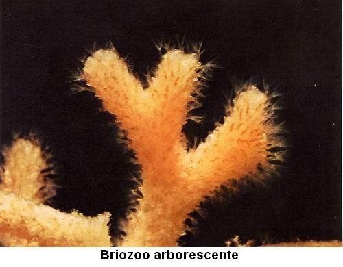 Briozoo arborescente.jpg